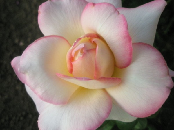 Name:  P8050359 (600 x 450).jpg
Views: 944
Size:  41.7 KB