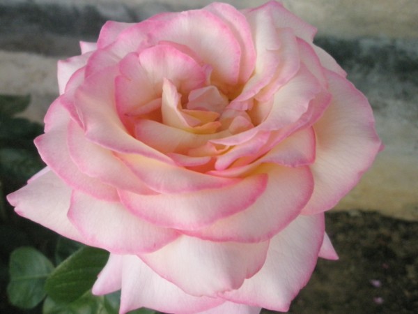 Name:  P8050354 (600 x 450).jpg
Views: 942
Size:  47.2 KB