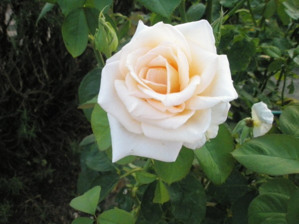 Name:  P8050347 (600 x 450).jpg
Views: 957
Size:  57.5 KB