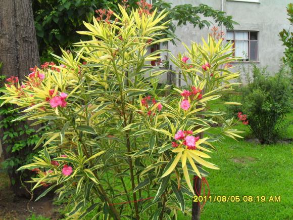 Name:  106.jpg
Views: 737
Size:  72.9 KB