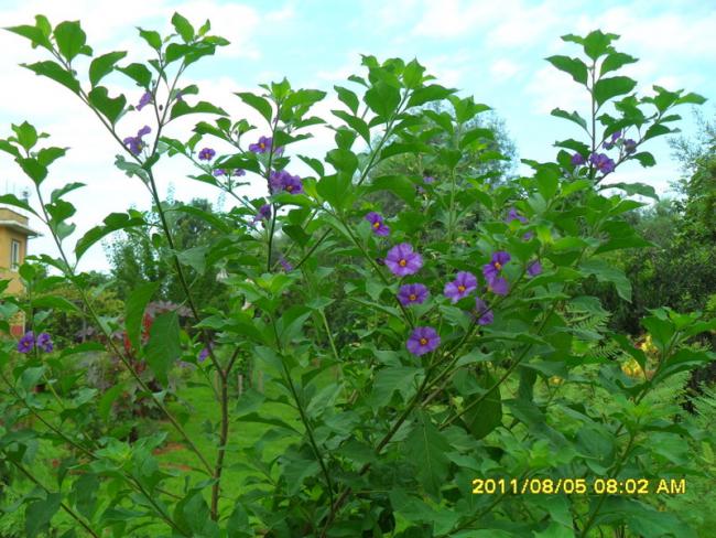 Name:  016.jpg
Views: 600
Size:  67.9 KB