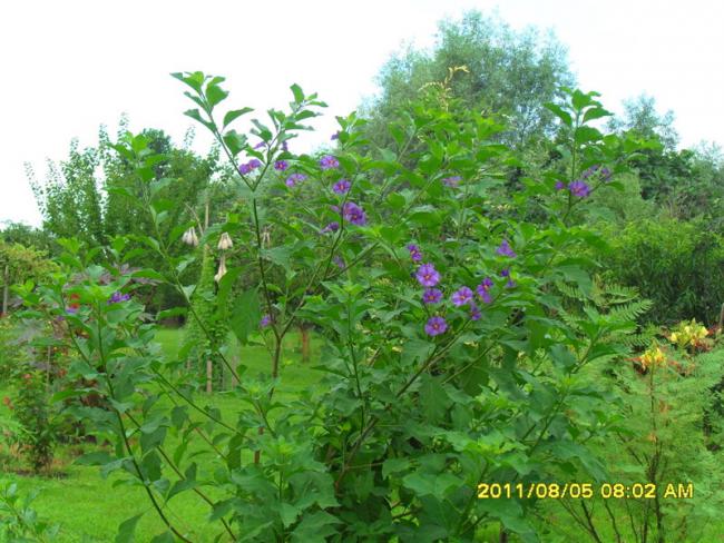 Name:  015.jpg
Views: 574
Size:  65.2 KB