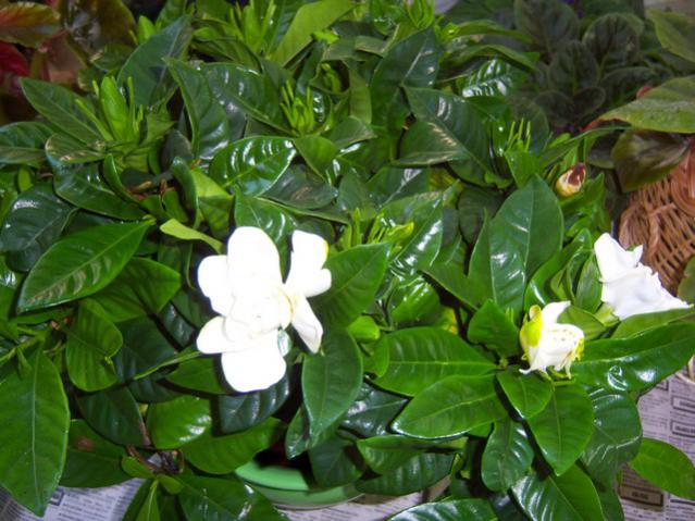 Name:  100_2543.jpg
Views: 356
Size:  55.0 KB