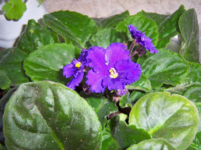 Name:  100_2546.jpg
Views: 363
Size:  53.5 KB