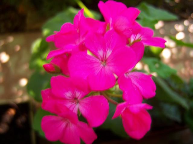 Name:  100_2547.jpg
Views: 402
Size:  28.9 KB