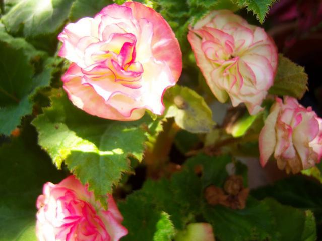 Name:  100_2553.jpg
Views: 426
Size:  38.3 KB