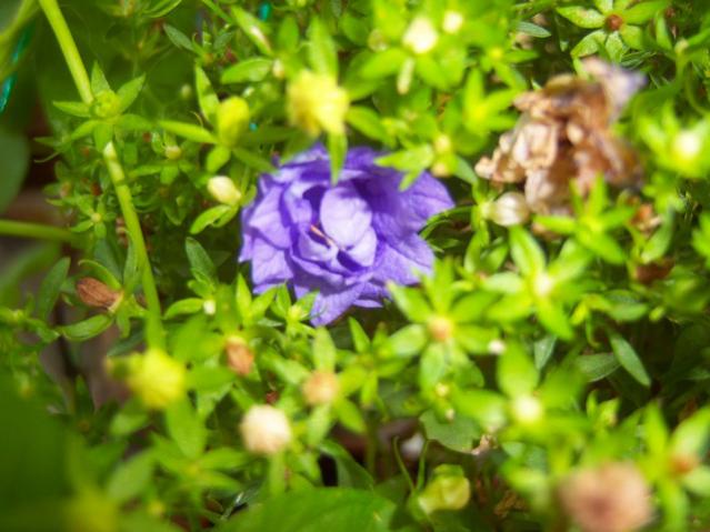 Name:  100_2554.jpg
Views: 415
Size:  46.8 KB