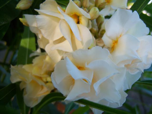 Name:  100_2559.jpg
Views: 369
Size:  28.5 KB