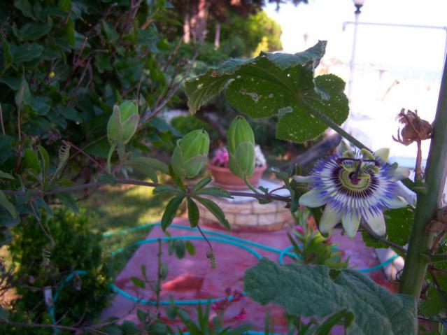 Name:  100_2560.jpg
Views: 407
Size:  46.2 KB