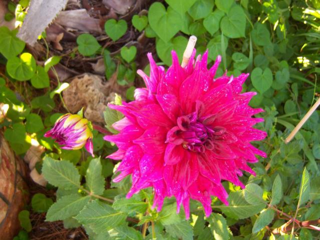Name:  100_2563.jpg
Views: 395
Size:  57.7 KB