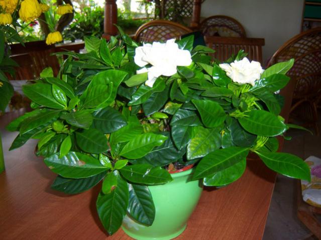 Name:  100_2576.jpg
Views: 424
Size:  49.6 KB