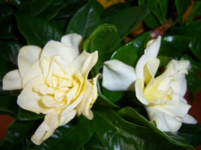 Name:  100_2577.jpg
Views: 403
Size:  30.9 KB