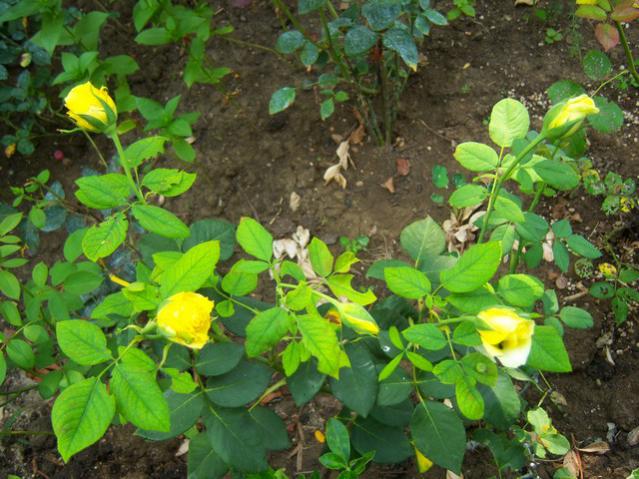 Name:  100_2584.jpg
Views: 399
Size:  63.1 KB