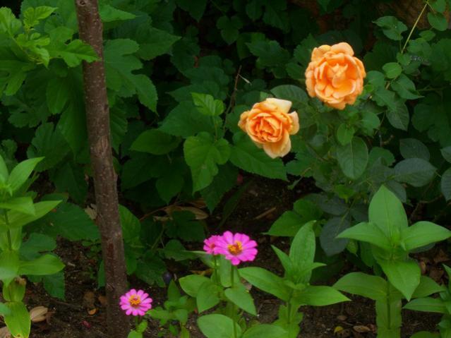 Name:  100_2585.jpg
Views: 372
Size:  42.9 KB