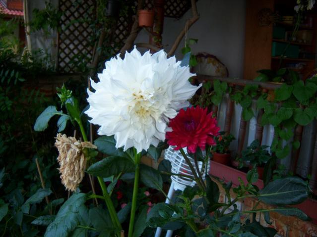 Name:  100_2598.jpg
Views: 372
Size:  44.0 KB