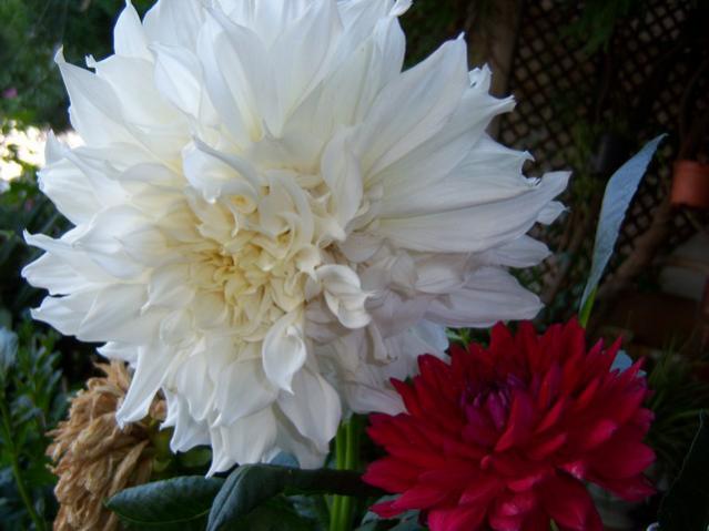 Name:  100_2599.jpg
Views: 376
Size:  36.3 KB