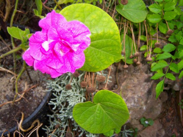 Name:  100_2605.jpg
Views: 375
Size:  56.6 KB