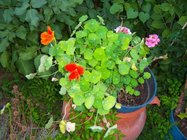 Name:  100_2606.jpg
Views: 389
Size:  66.0 KB