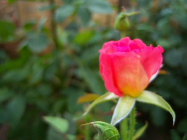 Name:  100_2608.jpg
Views: 388
Size:  24.0 KB