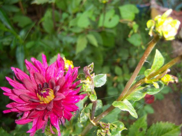 Name:  100_2609.jpg
Views: 391
Size:  47.3 KB