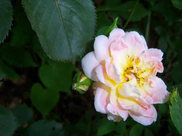 Name:  100_2617.jpg
Views: 373
Size:  30.1 KB