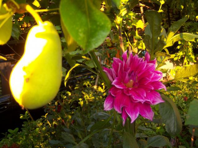 Name:  100_2625.jpg
Views: 375
Size:  55.3 KB
