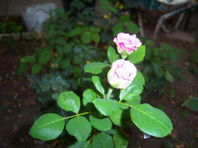 Name:  100_2631.jpg
Views: 380
Size:  32.4 KB