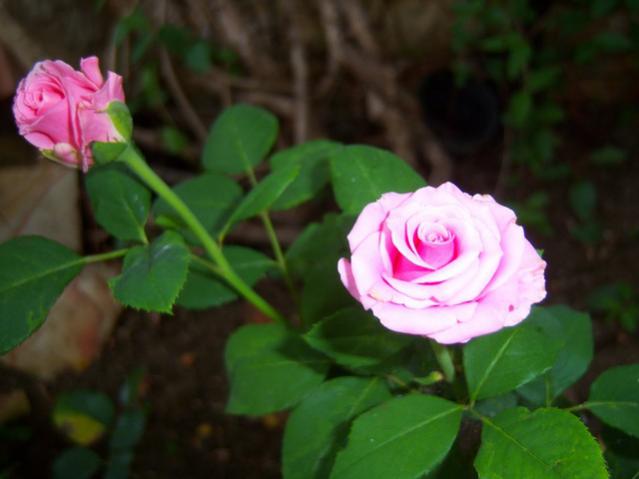 Name:  100_2632.jpg
Views: 366
Size:  29.3 KB