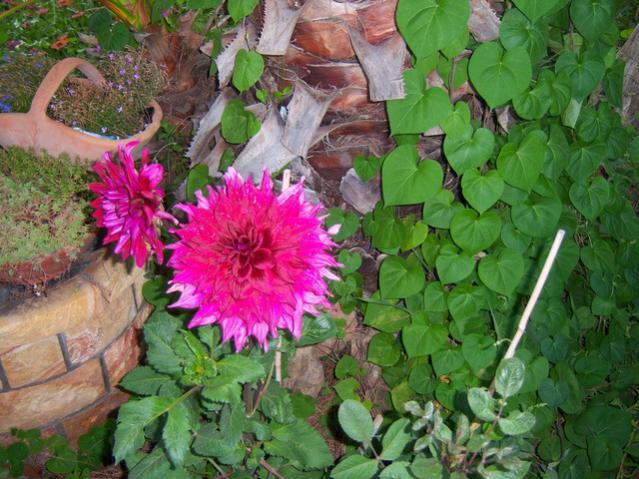 Name:  100_2636.jpg
Views: 385
Size:  64.9 KB