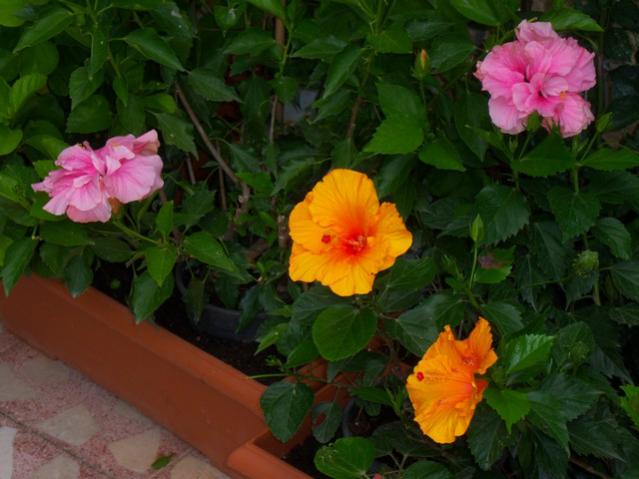 Name:  100_2644.jpg
Views: 353
Size:  42.4 KB
