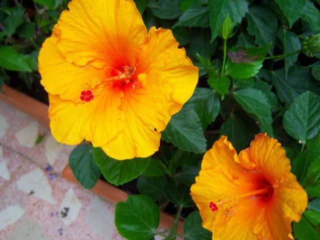 Name:  100_2645.jpg
Views: 370
Size:  40.8 KB