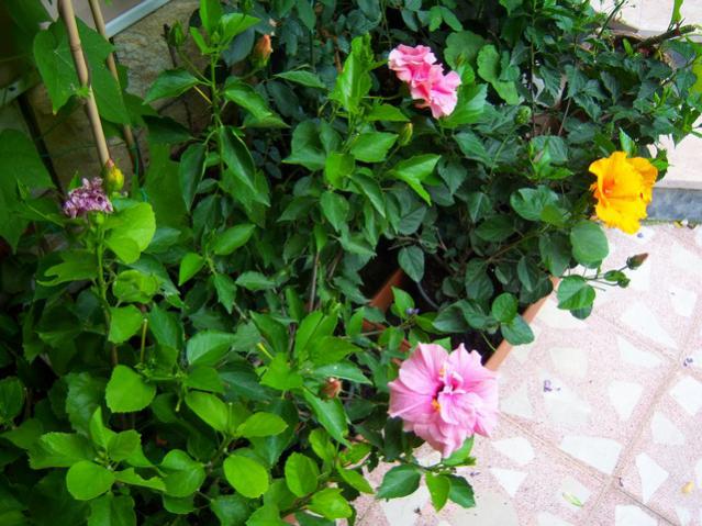 Name:  100_2647.jpg
Views: 370
Size:  61.9 KB