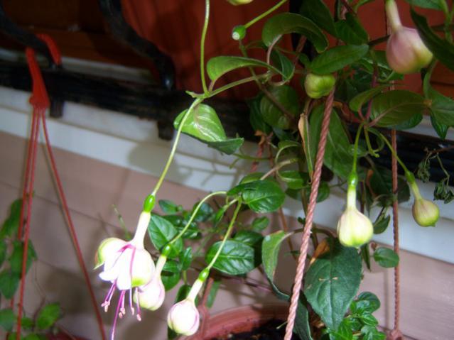 Name:  100_2649.jpg
Views: 389
Size:  41.6 KB