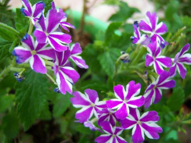 Name:  100_2652.jpg
Views: 376
Size:  47.7 KB