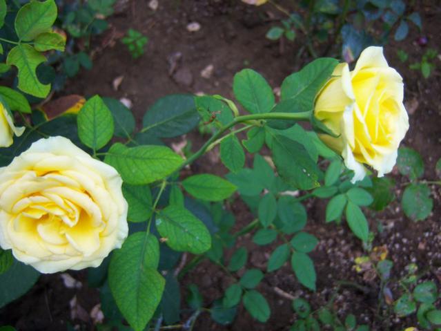 Name:  100_2655.jpg
Views: 352
Size:  41.6 KB