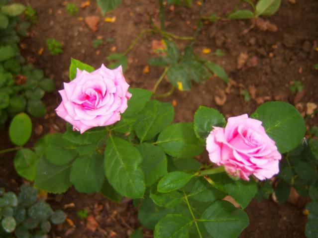 Name:  100_2657.jpg
Views: 360
Size:  37.1 KB