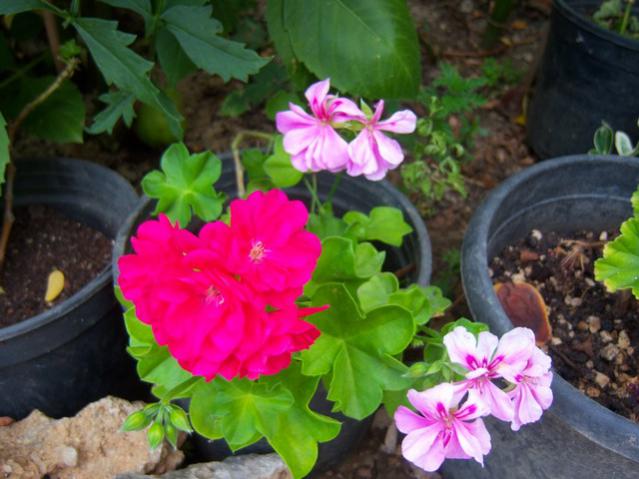 Name:  100_2658.jpg
Views: 352
Size:  46.4 KB