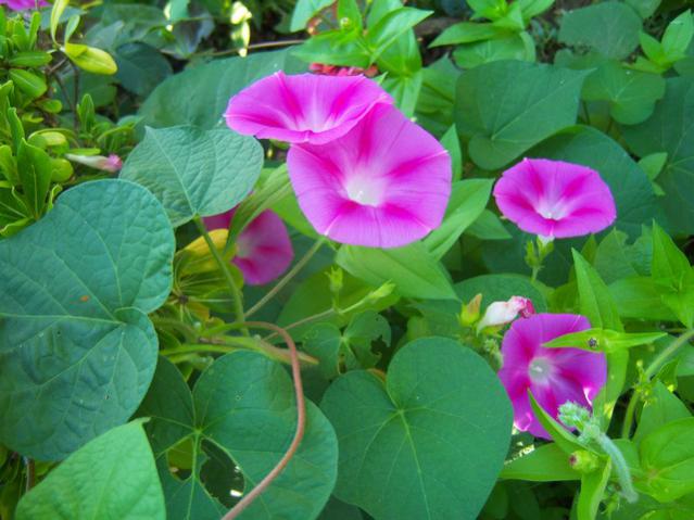 Name:  100_2664.jpg
Views: 343
Size:  47.7 KB