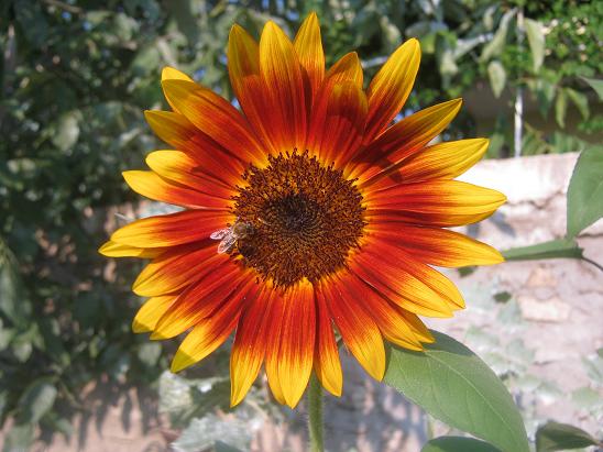 Name:  süs ayçiçeği.JPG
Views: 1432
Size:  58.7 KB