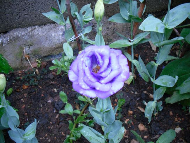 Name:  SDC12570 copy.jpg
Views: 736
Size:  59.9 KB
