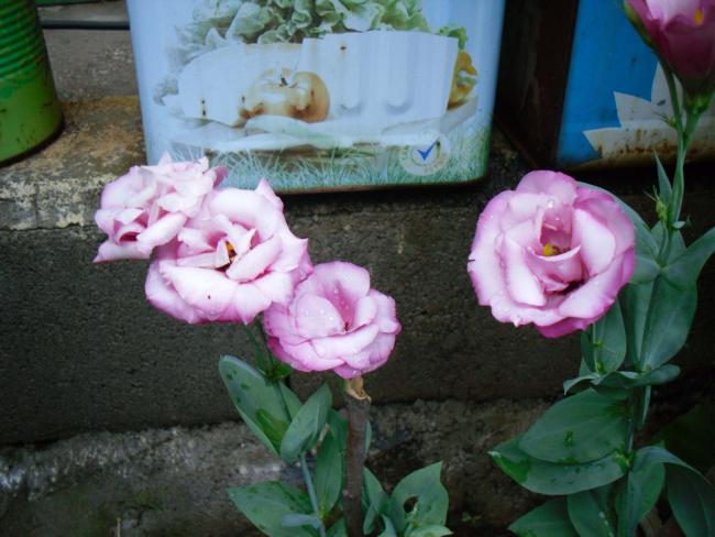 Name:  SDC12571 copy.jpg
Views: 729
Size:  46.2 KB