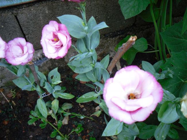 Name:  SDC12572 copy.jpg
Views: 757
Size:  54.5 KB