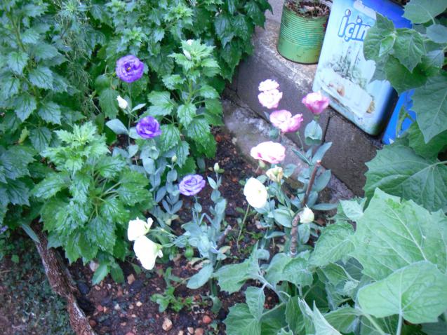 Name:  SDC12576 copy.jpg
Views: 721
Size:  70.3 KB