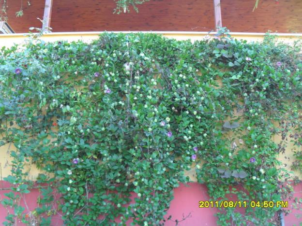 Name:  121.jpg
Views: 657
Size:  70.5 KB