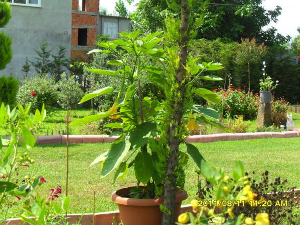 Name:  048.jpg
Views: 717
Size:  71.8 KB