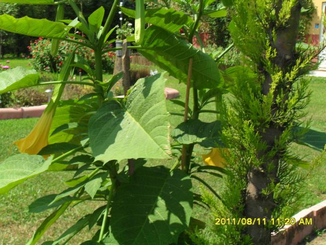 Name:  049.jpg
Views: 657
Size:  68.6 KB