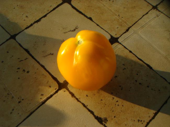 Name:  Domates 10.jpg
Views: 531
Size:  34.5 KB