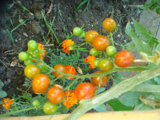 Name:  Domates 2.jpg
Views: 528
Size:  60.2 KB