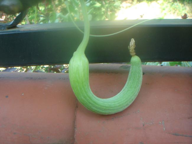 Name:  Acur 1.jpg
Views: 1542
Size:  27.1 KB