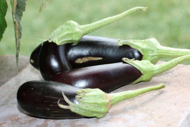 Name:  Patlcan.jpg
Views: 919
Size:  33.6 KB
